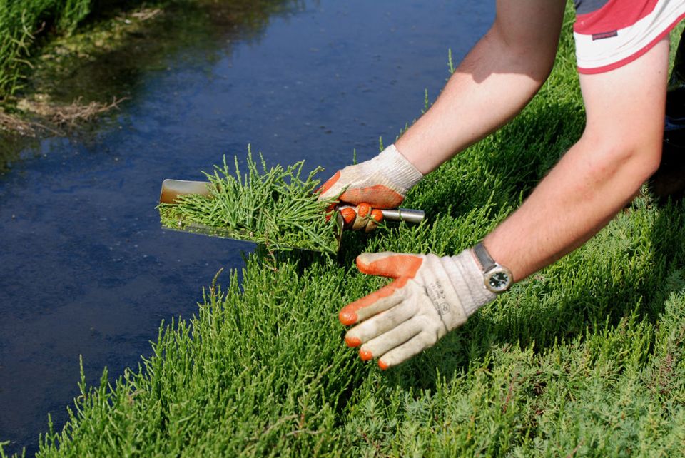 Streekproducten-Schouwen-Duiveland-Zeekraal