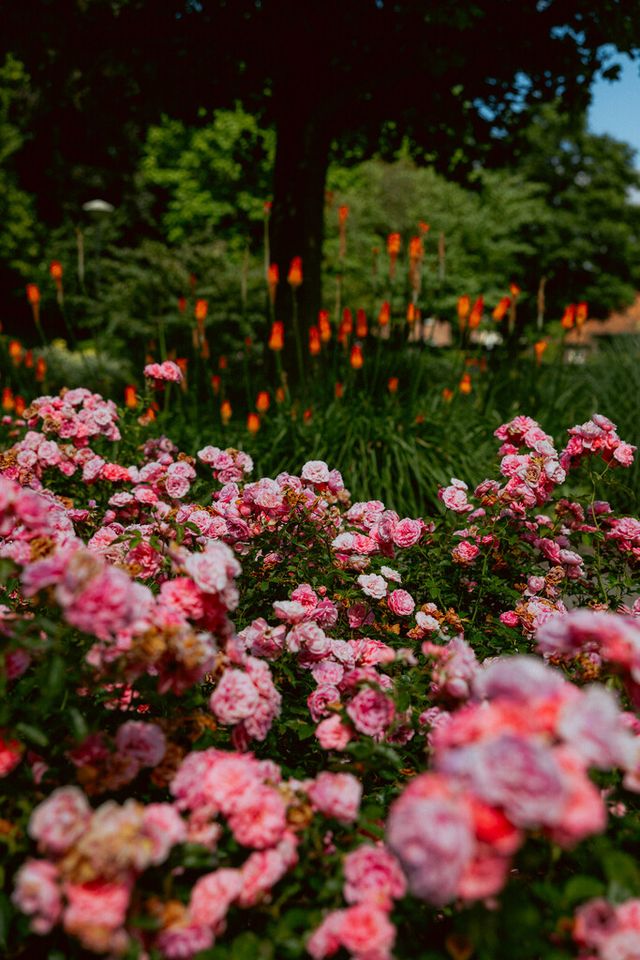 Bloemenperk uit 't Vonderpark