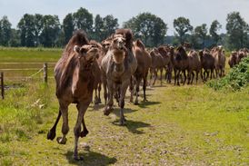 Kamelensafari op zondag - Kamelenmelkerij Smits
