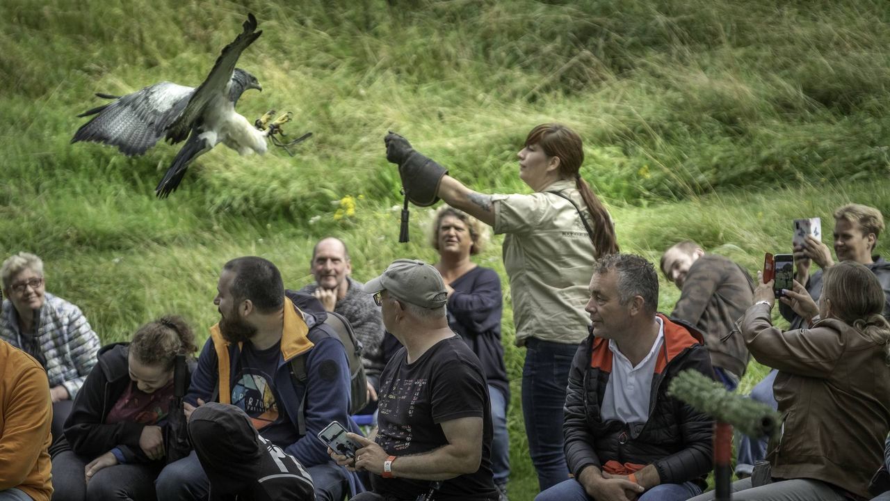 Roofvogelshow op Fort Sabina