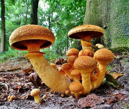 IVN Natuurexcursie Paddenstoelen