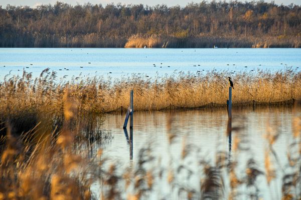 Naardermeer met watervogels