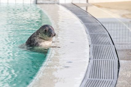 Bezoek hét zeehondenziekenhuis van Europa