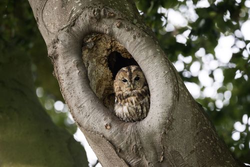 Luisteren naar vogels in de avonduren