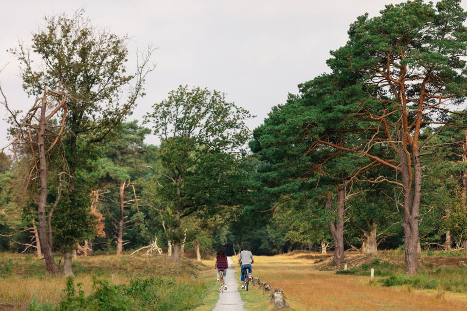 Een stel fietst in de zomer door de Drentse natuur.