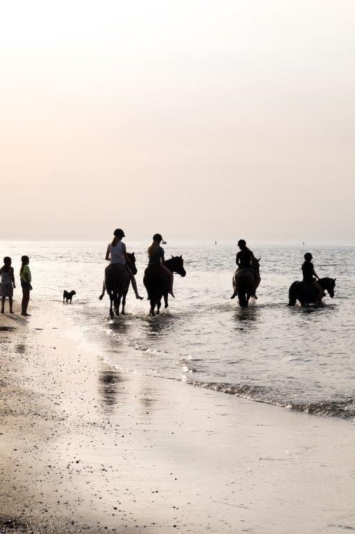 paardensilhouet8_zee_edit