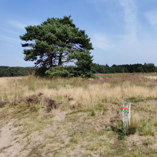 Heide gras boom wandelpaaltje