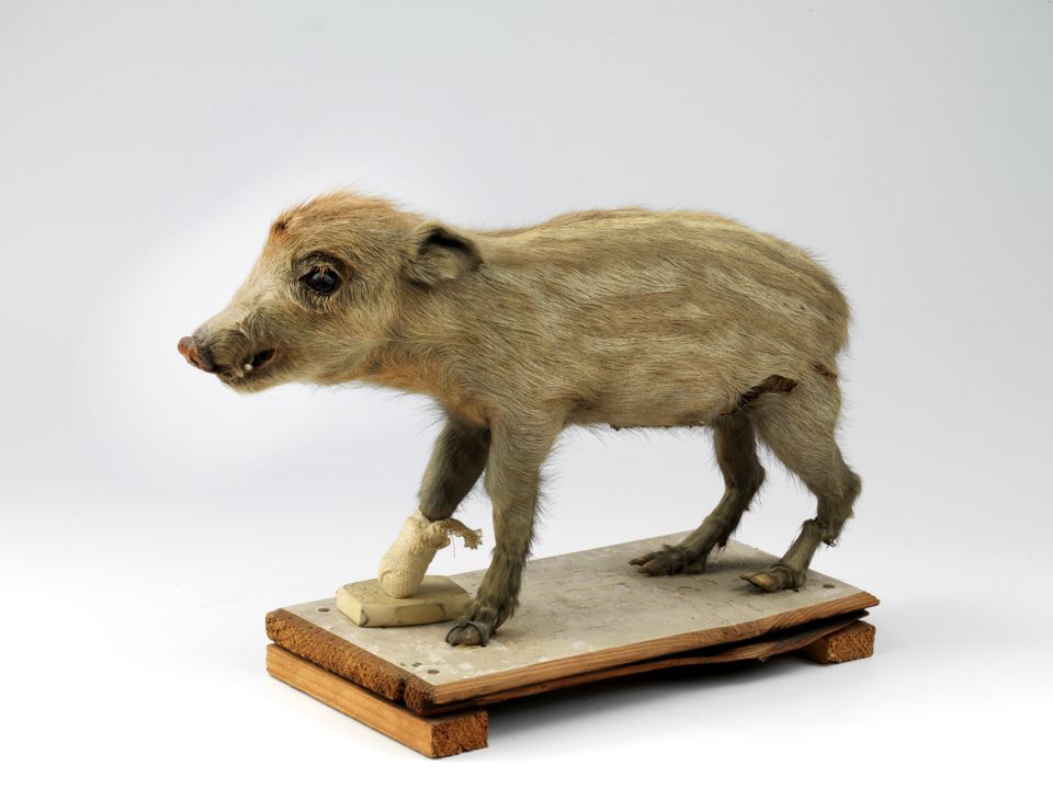 Taxidermie, collectie Midas Dekkers