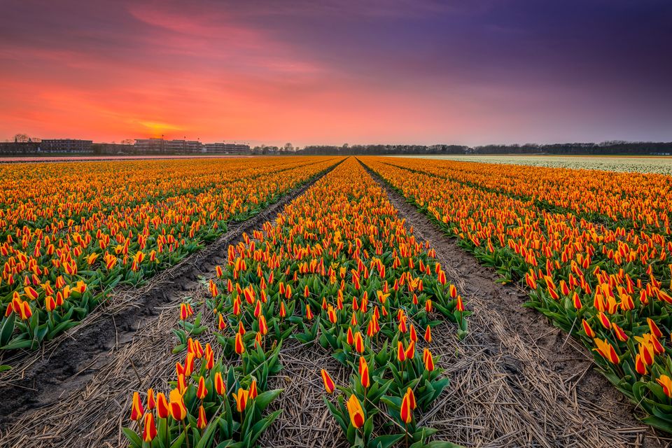 Tulpenvelden