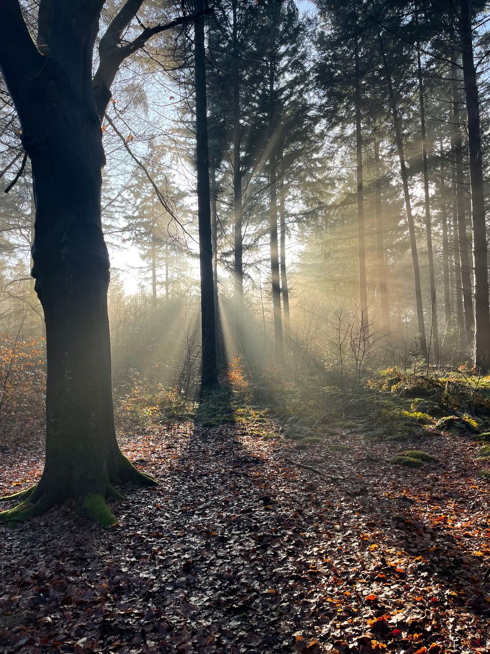 Groene Oase op de Grebbeberg door Agnes Schuurman