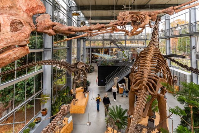 Oertijdmuseum met groot skelet van een dinosaurus