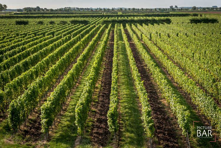 Op-Schouwen-Duiveland-Overzichtsfoto-Van-wijngaard-De-Kleine-Schorre