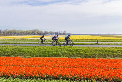 Ronde van Noord-Holland fietsen door de tulpen