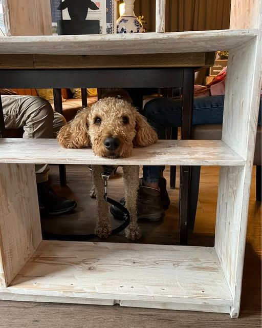 Hond bij Grenzeloos