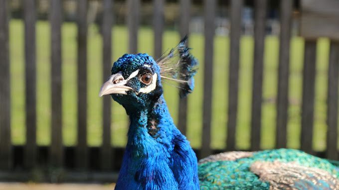 Een pauw bij Stadsboerderij & Waterspeeltuin BuytenDelft