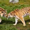 Tigers in AquaZoo