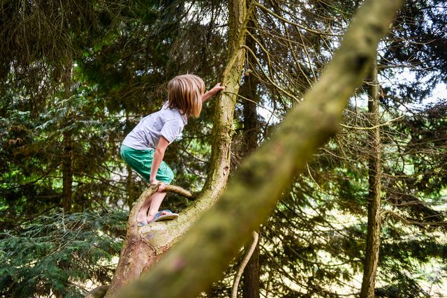 Een kind klimt in de bomen
