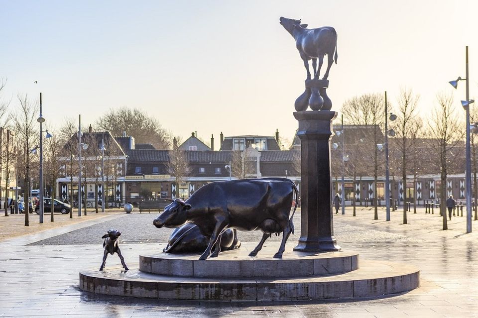 Beelden van de koeien op de Koemarkt in Purmerend.