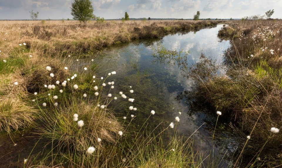 Een stroompje door de Kampina