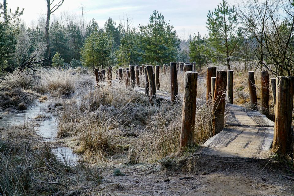 Een slingerend plankenpad over een nat heidegebied in het Dwingelderveld.