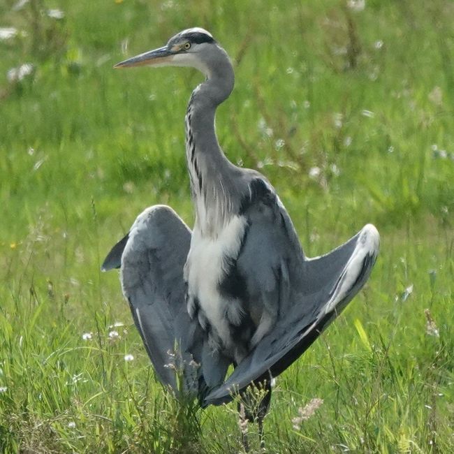 langs-de-hunze_3068648860.JPG