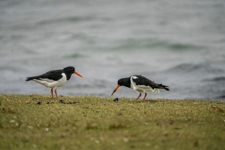 Vogels scholekster