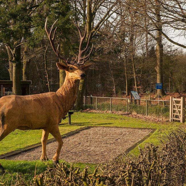 Houtsculptuur hert