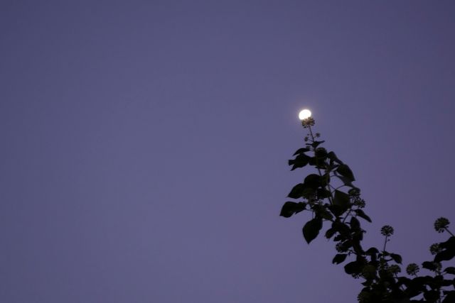Reeks 'het Ommetje' de maan ligt op een blad