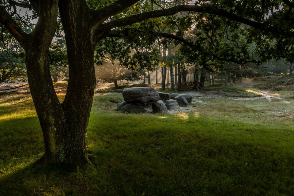 Een hunebed tussen de bomen waar het zonlicht doorheen breekt.