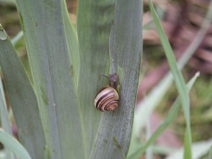 Slak op het groen