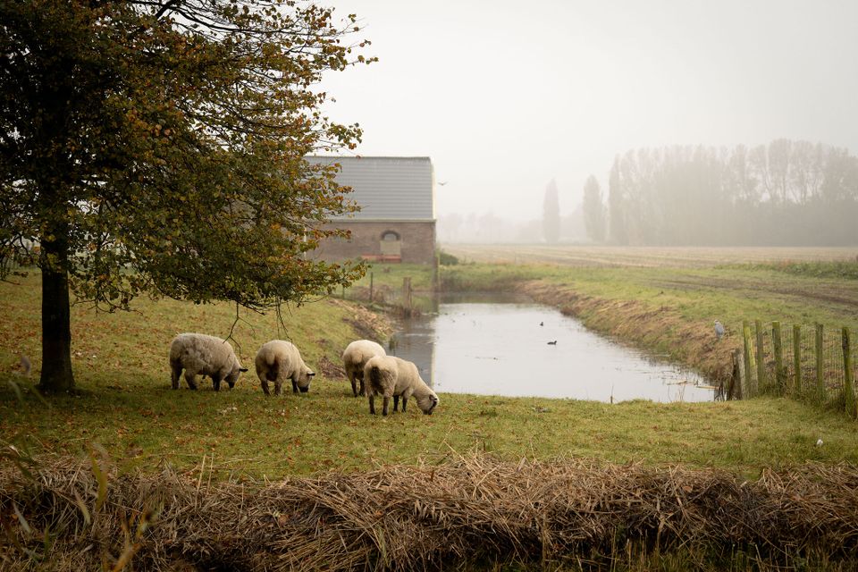 Schapen op een weiland in de mist
