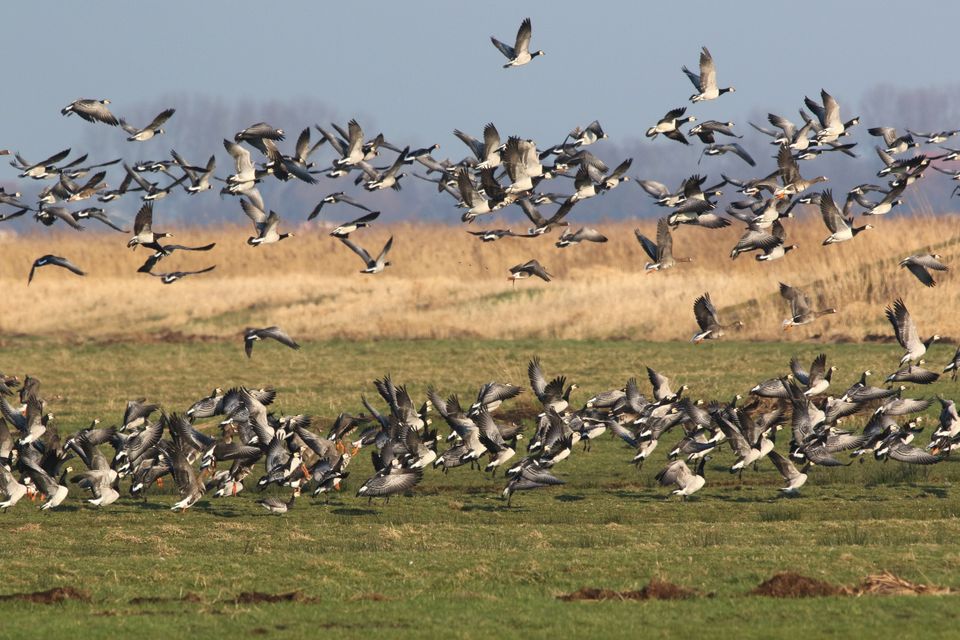 een groep ganzen vliegt op