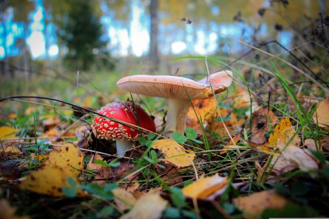 Paddenstoelen herfst