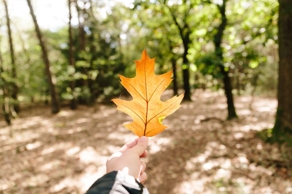 Een hand van iemand die in het bos staat en een blad in herfstkleuren vasthoudt.