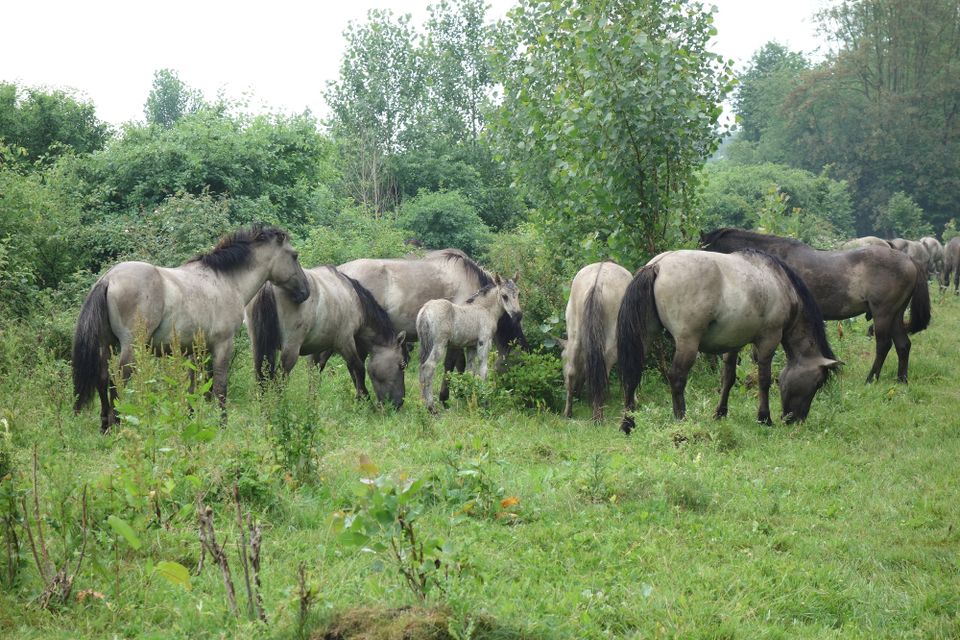 Konikspaarden Horsterwold Zeewolde Natuur klein