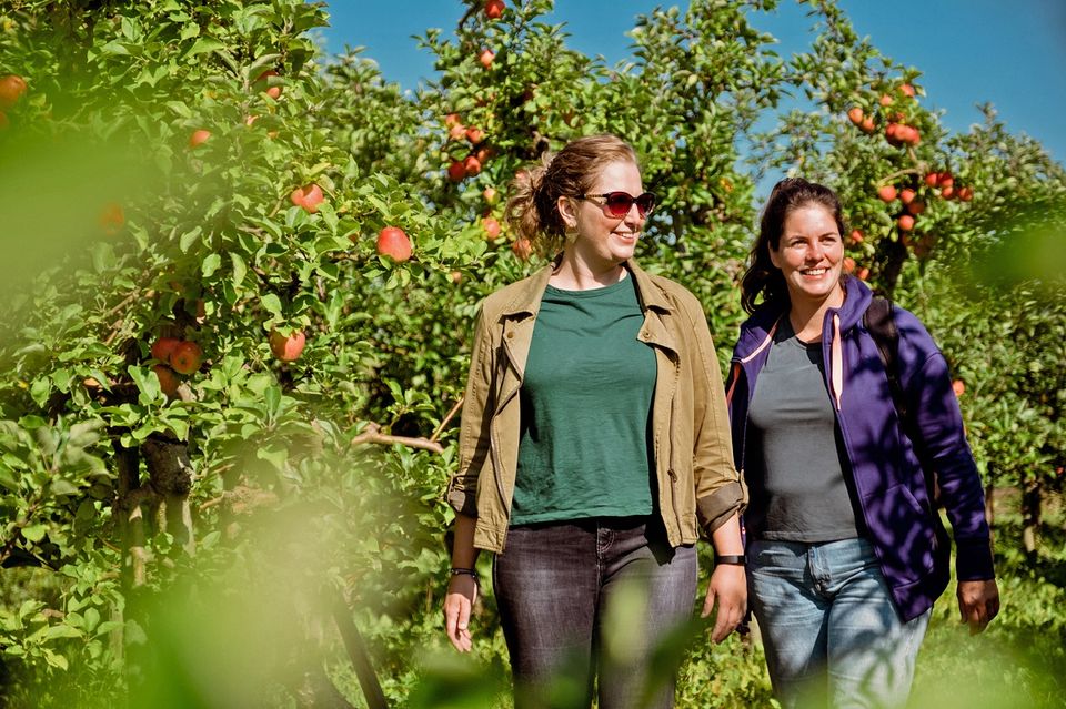 Wandelen in boomgaard vol appels