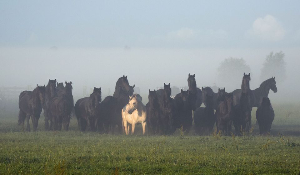 een groep paarden in de mist bij tjerkwerd