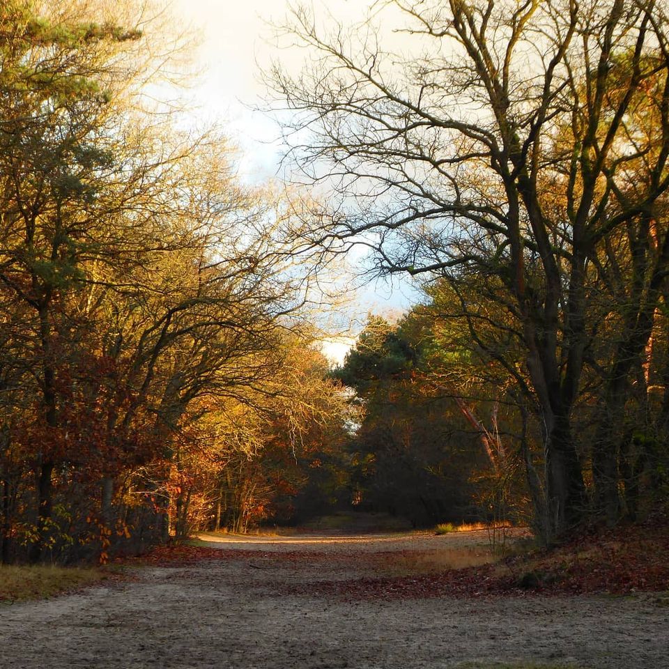 Bakelse bossen in Helmond