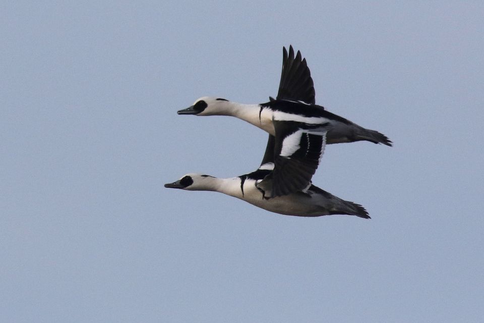 nonnetjes in de vlucht
