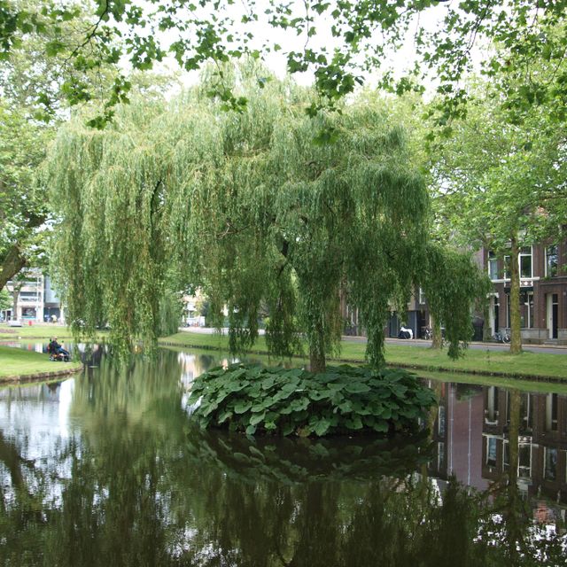 De treurwilg op zijn eilandje in de gracht