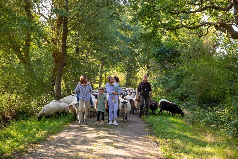 Gezin loopt met de schaapsherder en zijn kudde mee door de Drentse natuur.