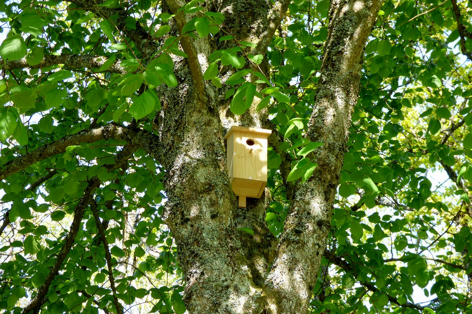 Een vogelhuisje hangt bovenin een boom vol groene bladeren.