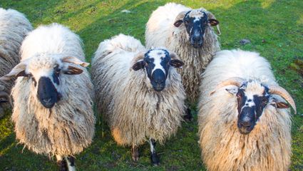 Foto van een stel schapen in de wei