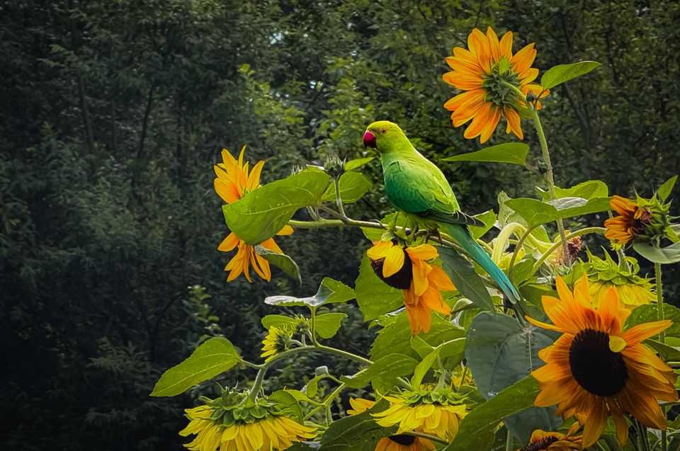 Een brutale halsbandparkiet doet zich tegoed aan de zaden van een zonnebloem.