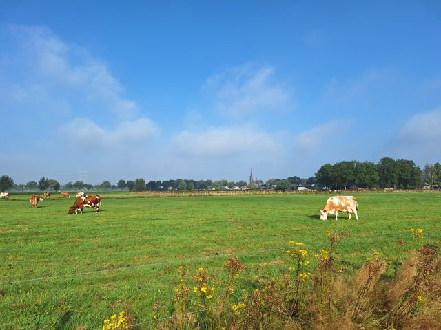 Wit bruine koeien aan het grazen in een grote uitgestrekte groene weide