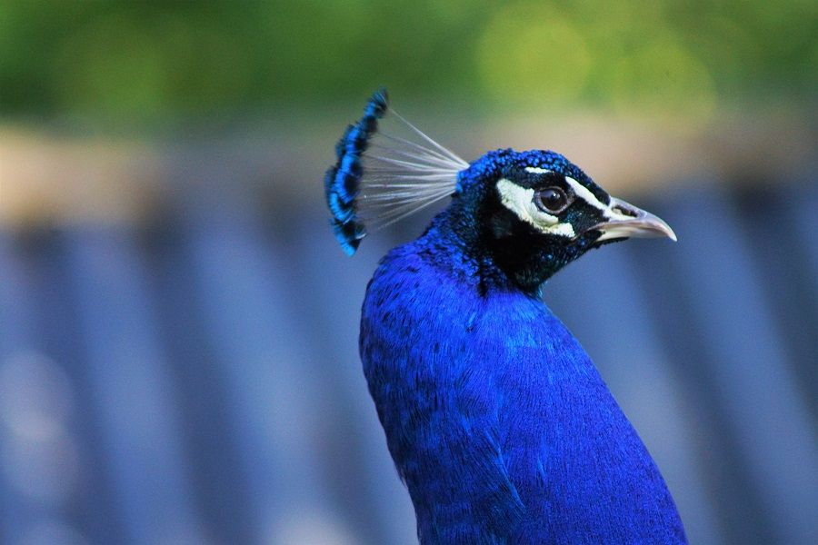 Pauw bij Landgoed Bredius in Woerden.