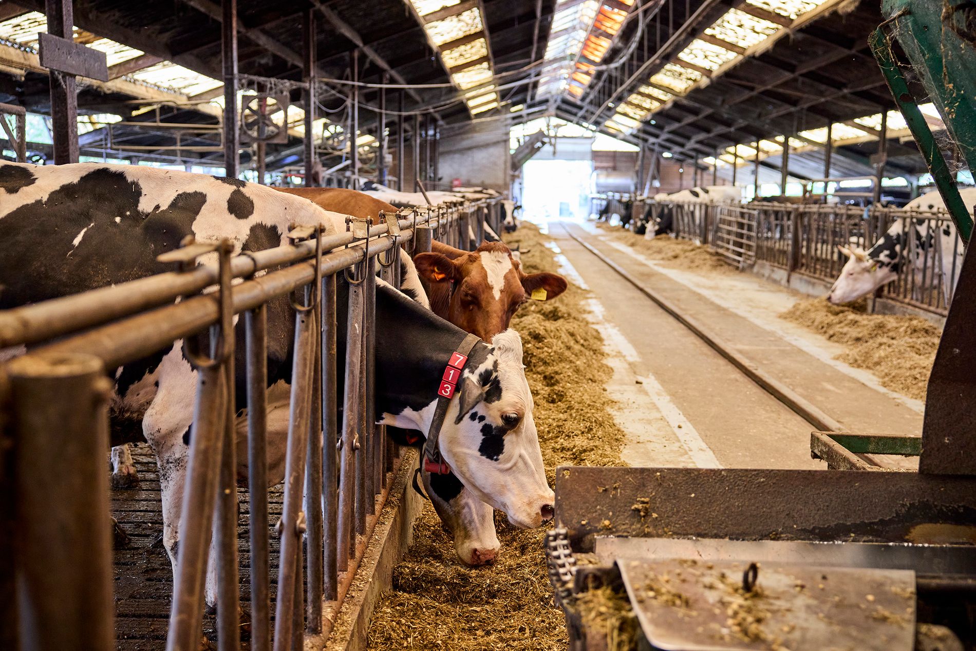 Koeienstal de Ruurhoeve