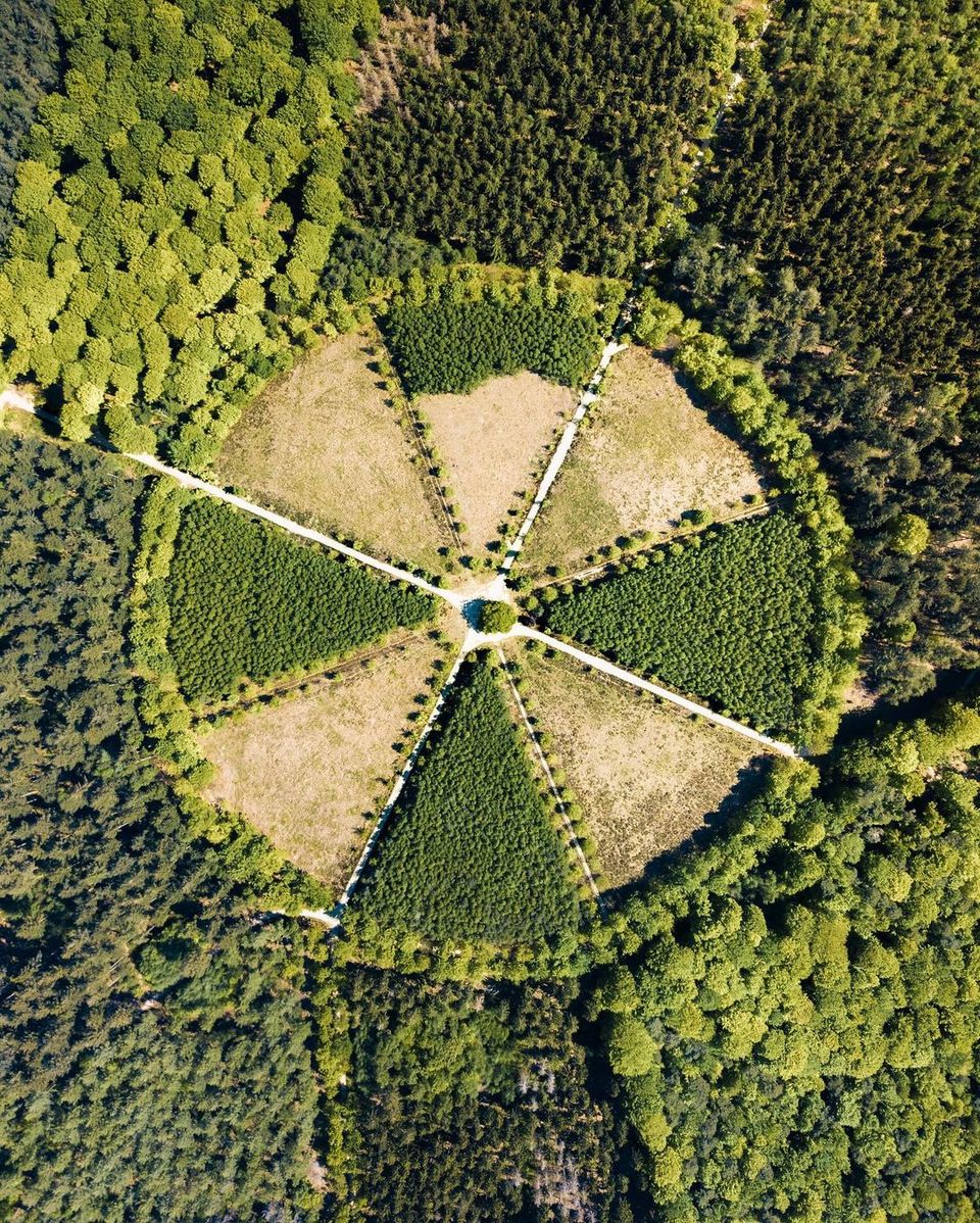 Dronefoto van de eenzame eik in groen landschap