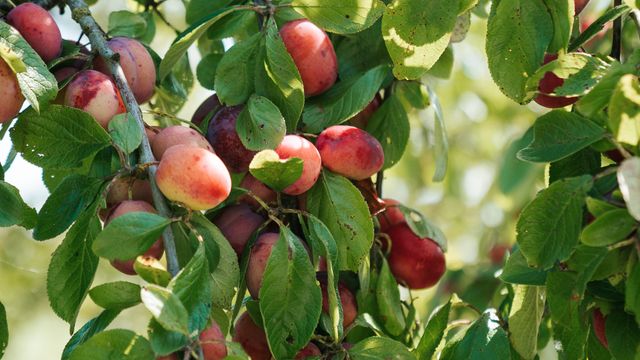 Vers fruit bij Landwinkel 't Zand in Den Bommel