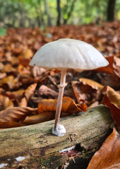 Paddenstoel in bos